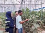 بازدید رئیس آموزشکده فنی کشاورزی شهریار از واحد گلخانه دانش آموخته کارافرین مرکز  4